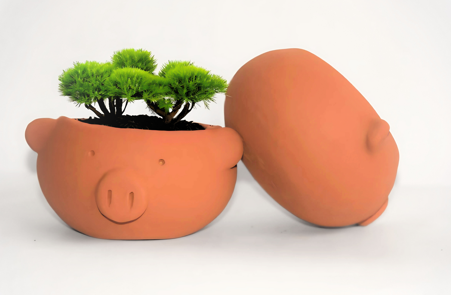 Piggy faced Pot